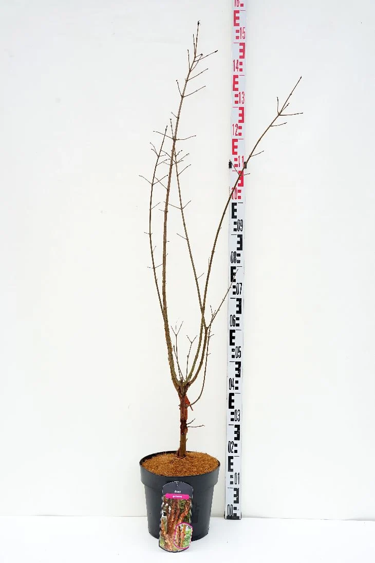 Acer griseum 80-100 cm, C7 (7 liters kruka)