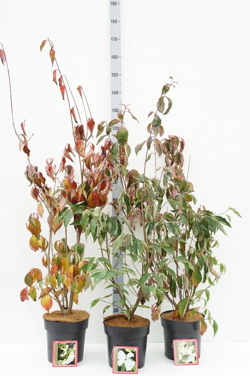 Cornus x 'Rutban' i sorter C7 (7 liters kruka) 80-100 cm
