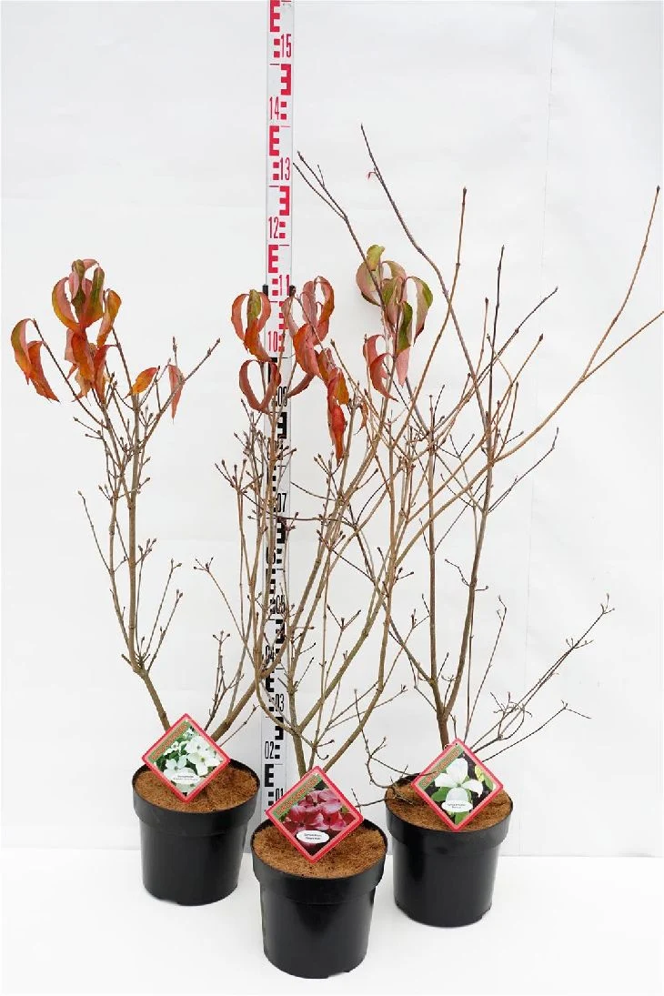 Cornus kousa i sorter C7 (7 liters kruka) / 24 cm kruka 80-100 cm