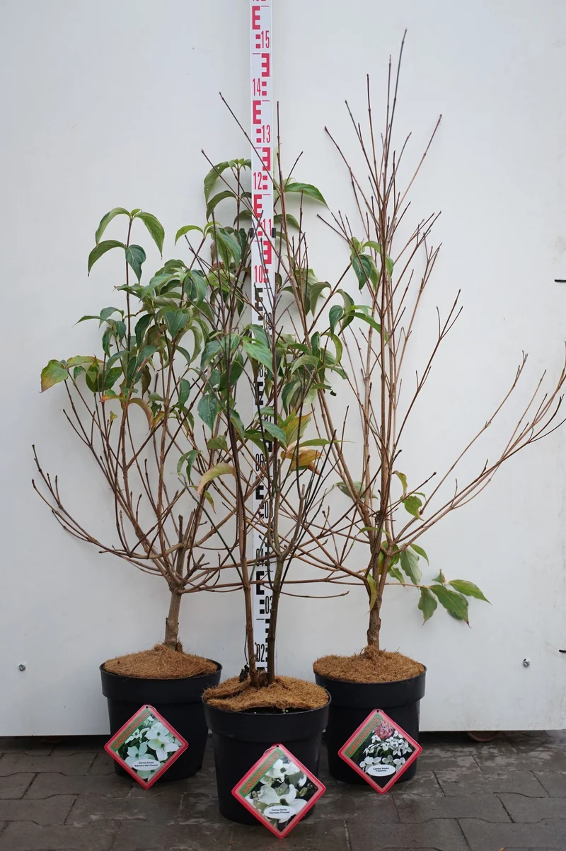 Cornus kousa i sorter C7 (7 liters kruka) 40-50 cm