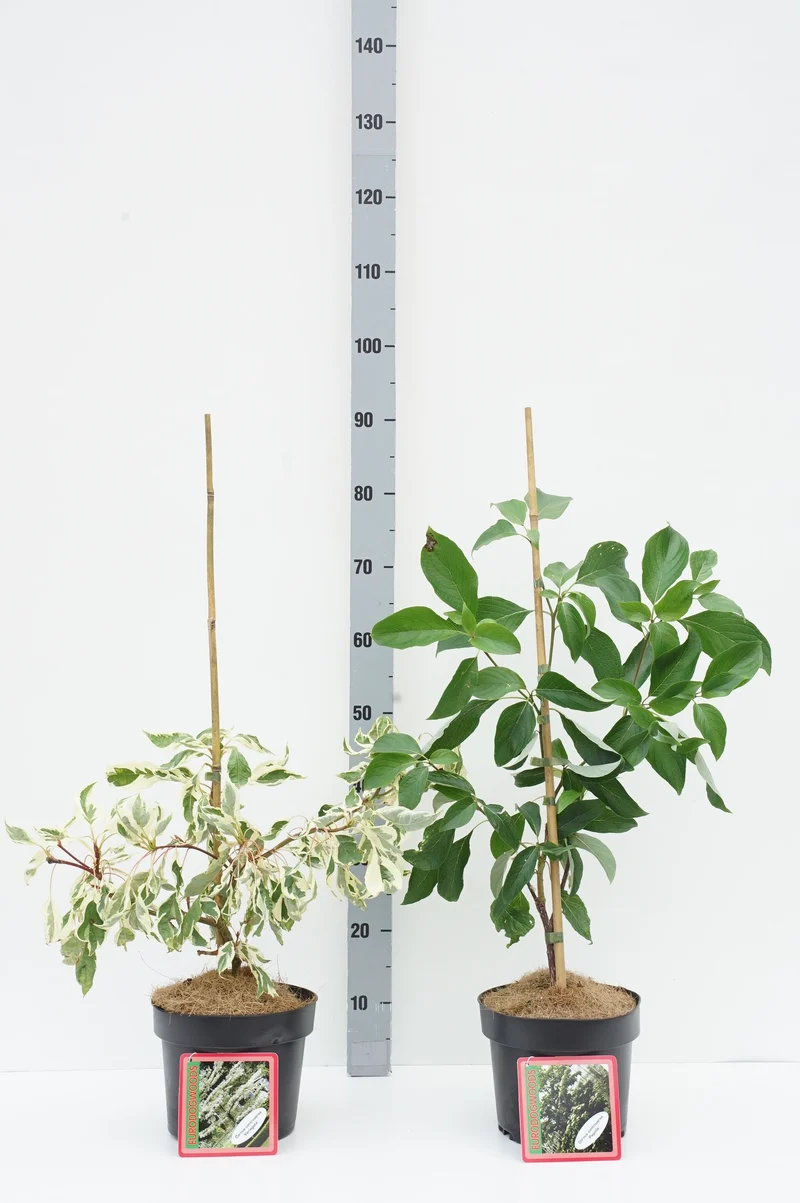 Cornus controversa i sorter C4 (4 liters kruka) / 21 cm kruka 30-40 cm