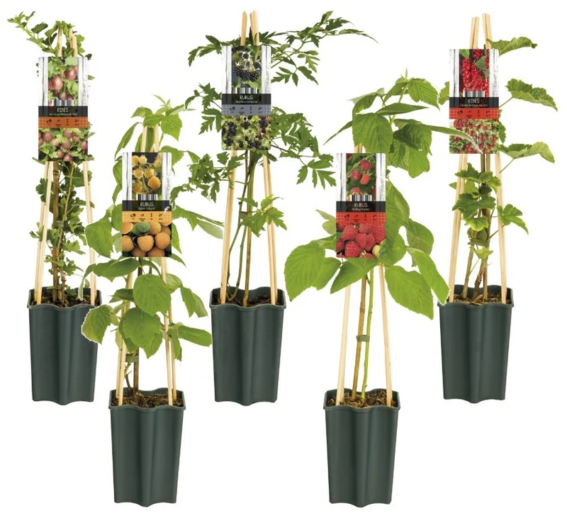 Mix av bärbuskar (Ribes, Rubus, Vaccinium) C1,5 (1,5 liters kruka) 65 cm 4-pack