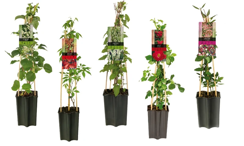 Klätterväxter i sorter (Medelhärdiga) C1,5 (1,5 liters kruka) 65 cm - 4-pack