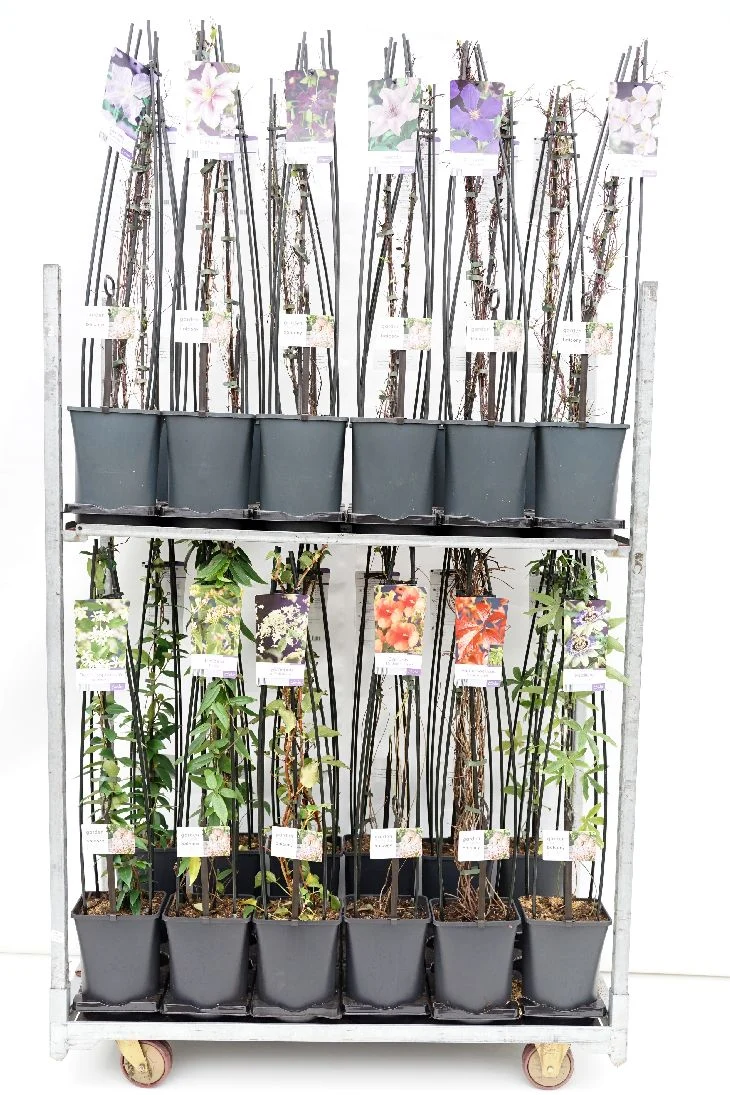 Klätterväxter i sorter C5 (5 liters kruka) 120 cm