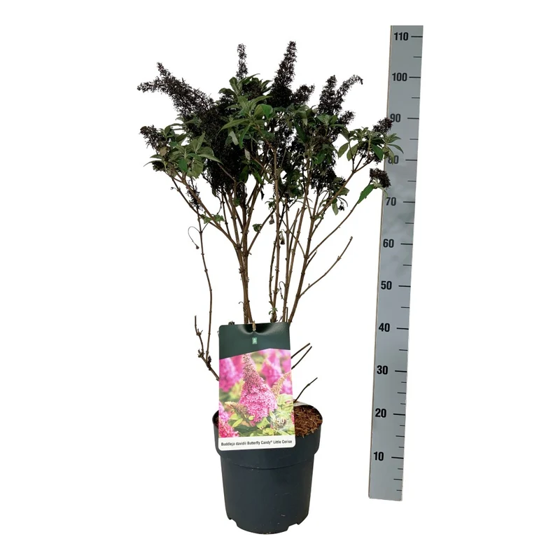 Buddleja d. 'Butterfly Candy Little Cerise'® C7,5 (7,5 liters kruka) 50-60 cm