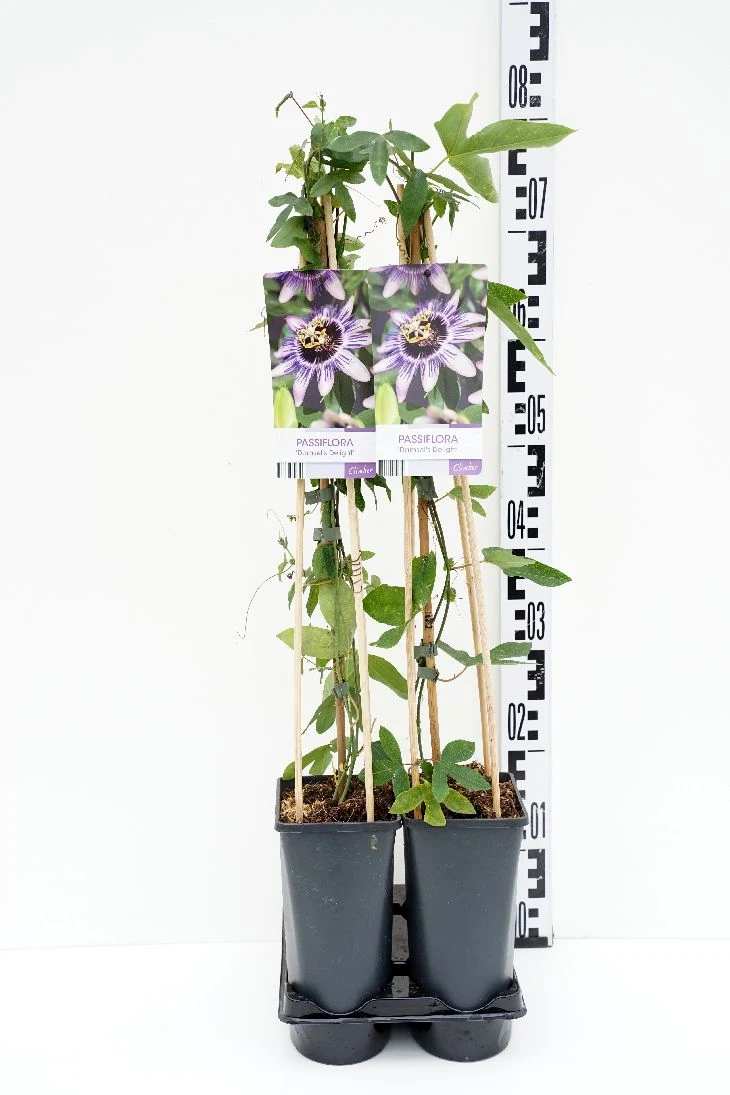 Passiflora c. 'Damsel's Delight'® C2,5 (2,5 liters kruka) 70 cm