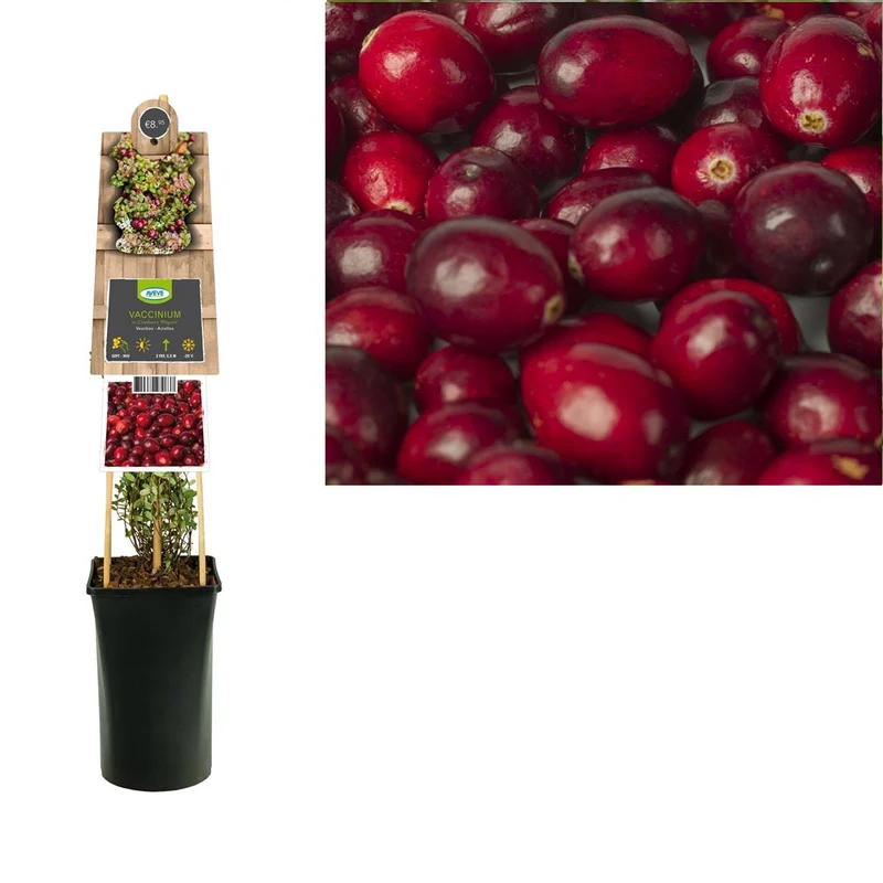 Vaccinium macrocarpon 'Pilgrim' C2,5 (2,5 liters kruka) 70 cm
