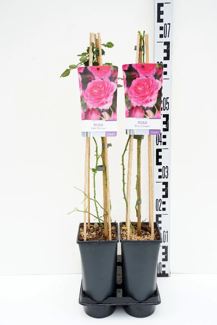 Rosa 'Pink Climber' C2,5 (2,5 liters kruka) 70 cm