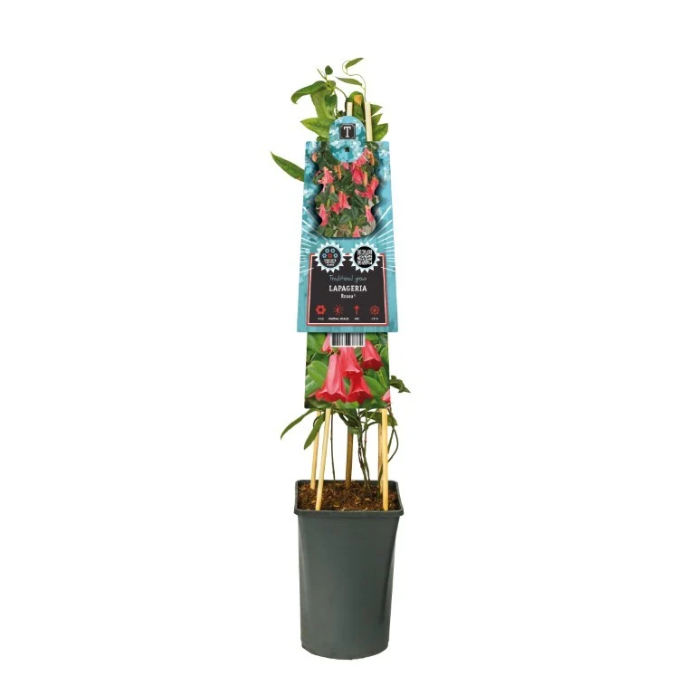 Lapageria rosea C2,5 (2,5 liters kruka) 70 cm