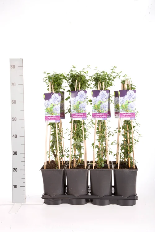 Ceanothus thyrs. repens C2,5 (2,5 liters kruka) 70 cm