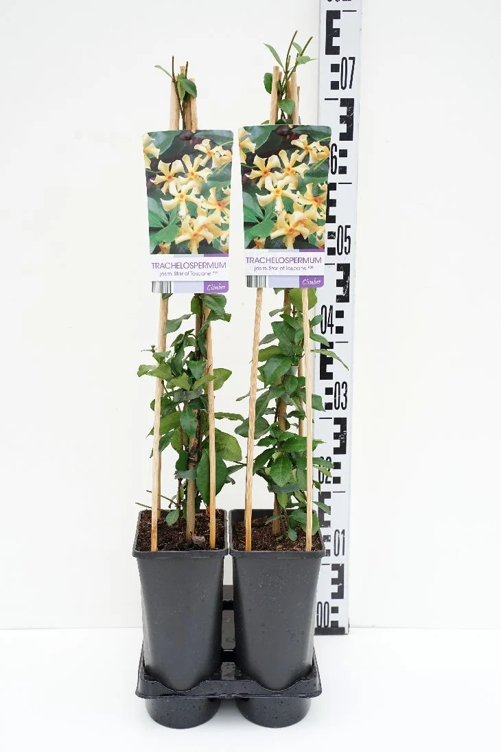 Trachelospermum j. 'Star of Toscane' C2,5 (2,5 liters kruka) 70 cm