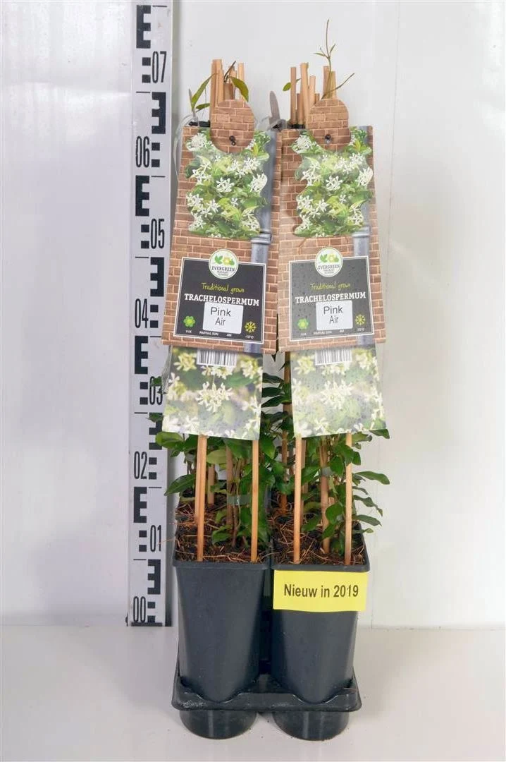 Trachelospermum as. 'Pink Air' C2,5 (2,5 liters kruka) 70 cm