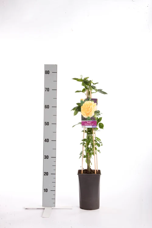 Rosa 'Golden Climber' C2,5 (2,5 liters kruka) 70 cm