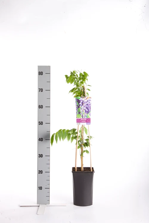 Wisteria sinensis C2,5 (2,5 liters kruka) 70 cm