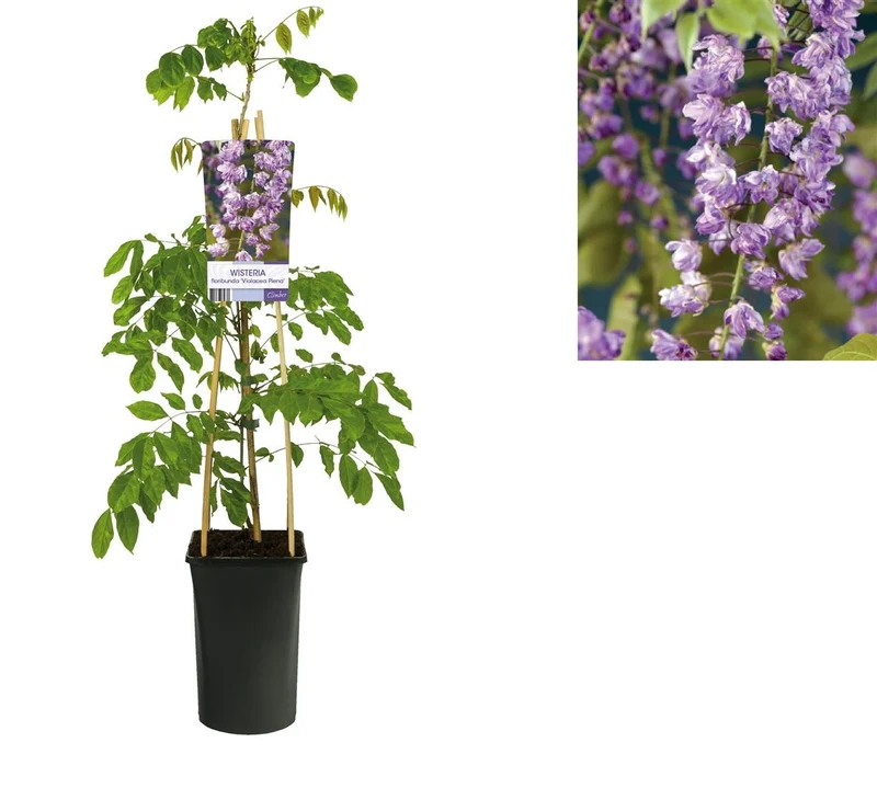 Wisteria flor. 'Violacea Plena' C2,5 (2,5 liters kruka) 70 cm