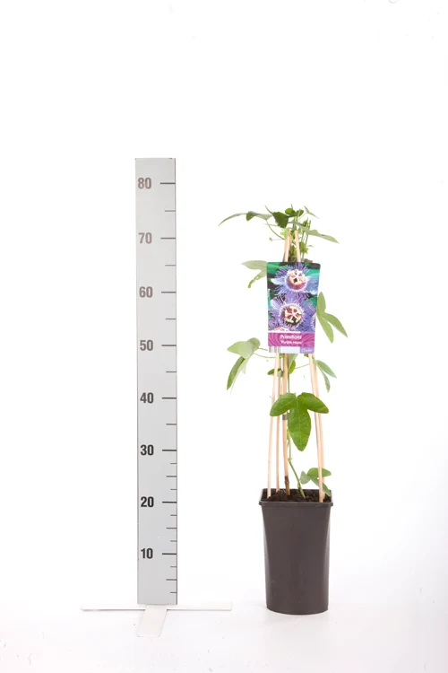 Passiflora 'Purple Haze' C2,5 (2,5 liters kruka) 70 cm