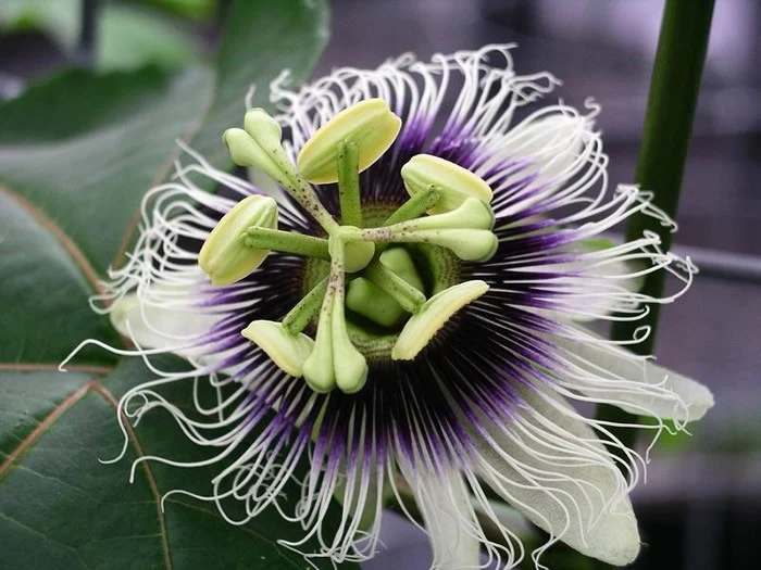 Passiflora edulis edulis C2,5 (2,5 liters kruka) 70 cm