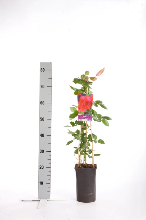 Rosa 'Heidelberg' C2,5 (2,5 liters kruka) 70 cm