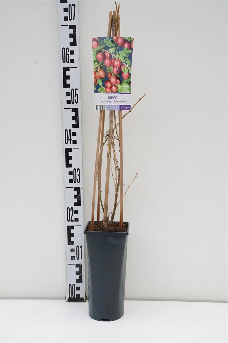Ribes u.-c. 'Spinefree' C2,5 (2,5 liters kruka) 70 cm