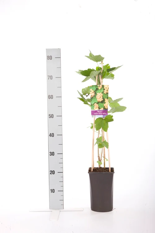 Ribes rubrum 'Witte Parel' C2,5 (2,5 liters kruka) 70 cm