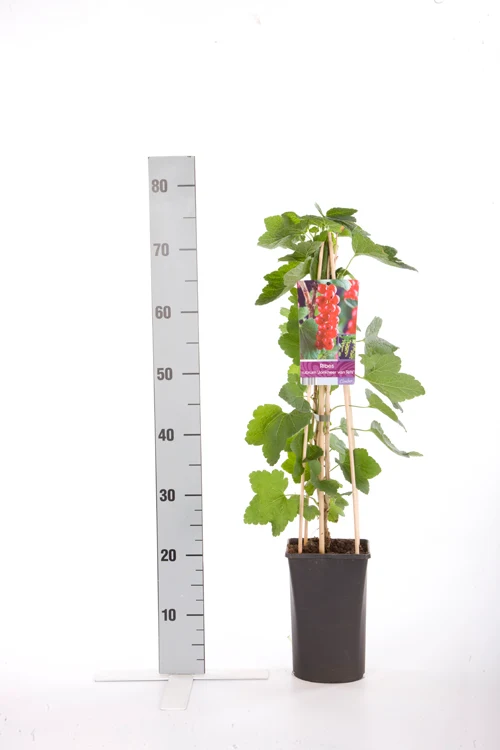 Ribes r. 'Jonkheer van Tets' C2,5 (2,5 liters kruka) 70 cm