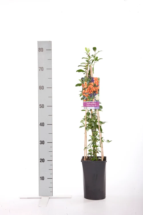 Pyracantha 'Golden Charmer' 70 cm C2,5 (2,5 liters kruka)