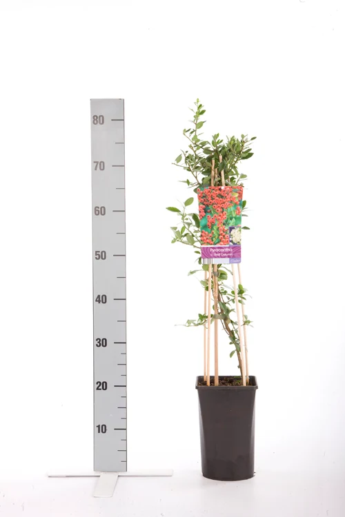 Pyracantha cocc. 'Red Column' C2,5 (2,5 liters kruka) 70 cm