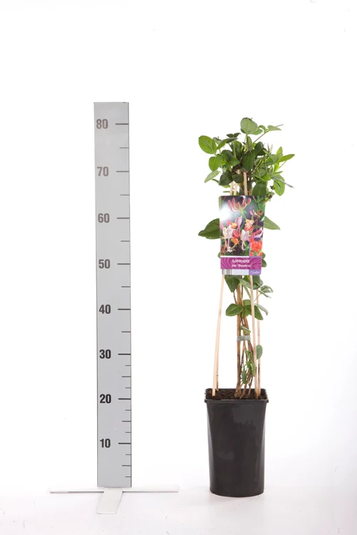 Lonicera per. 'Serotina' C2,5 (2,5 liters kruka) 70 cm