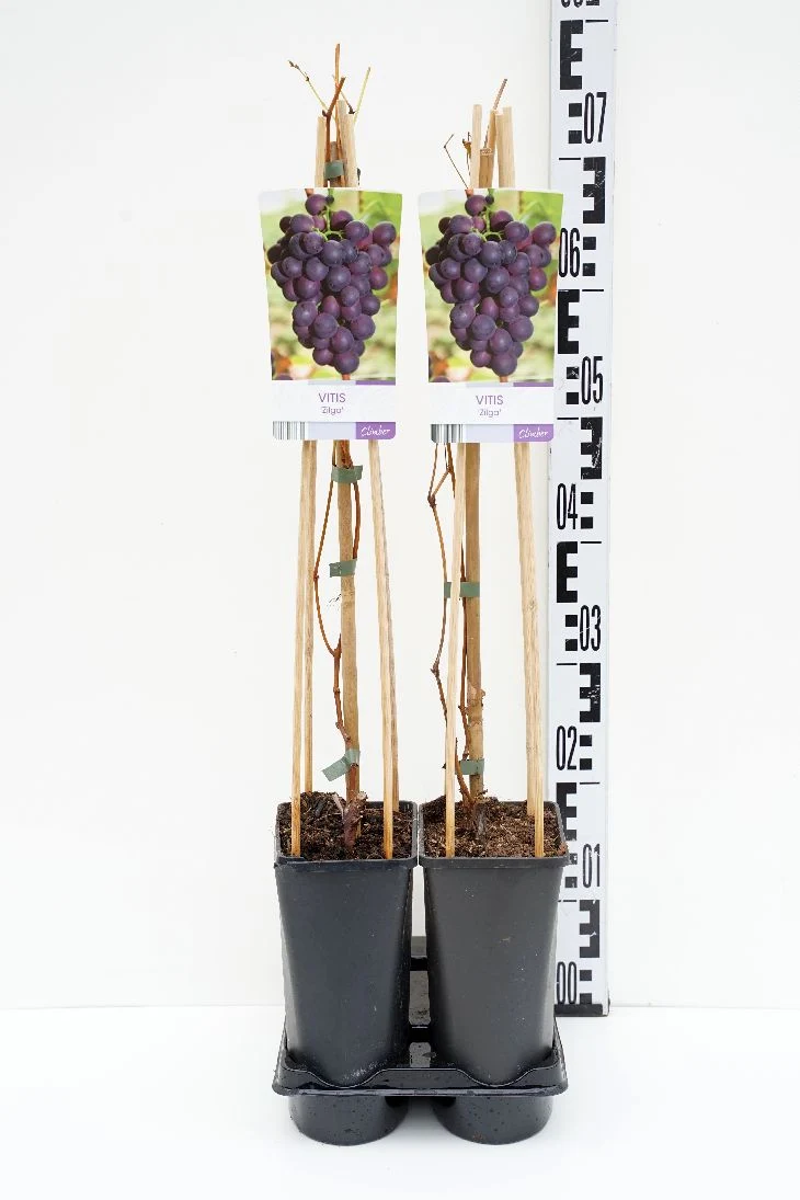 Vitis 'Zilga' C2,5 (2,5 liters kruka) 70 cm