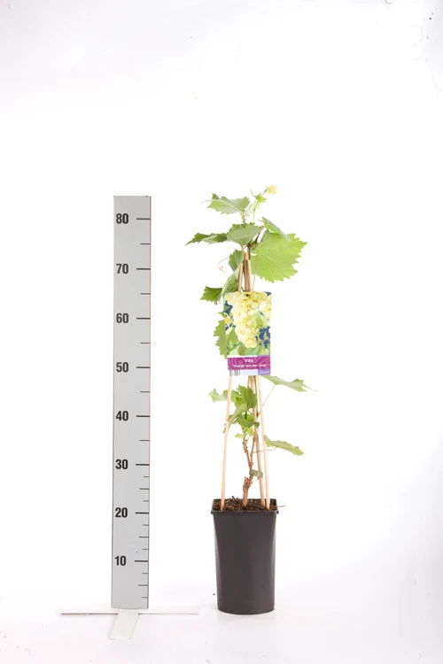 Vitis 'Vroege van der Laan' 70 cm, C2,5 (2,5 liters kruka)