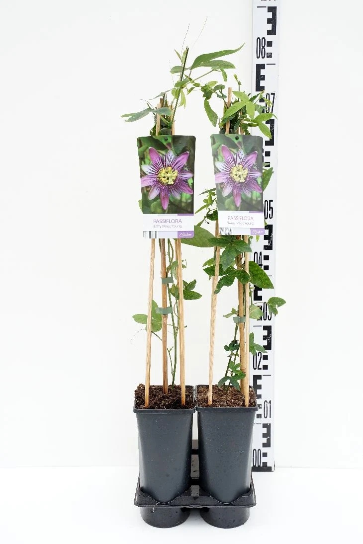 Passiflora 'Betty Miles Young' C2,5 (2,5 liters kruka) 70 cm