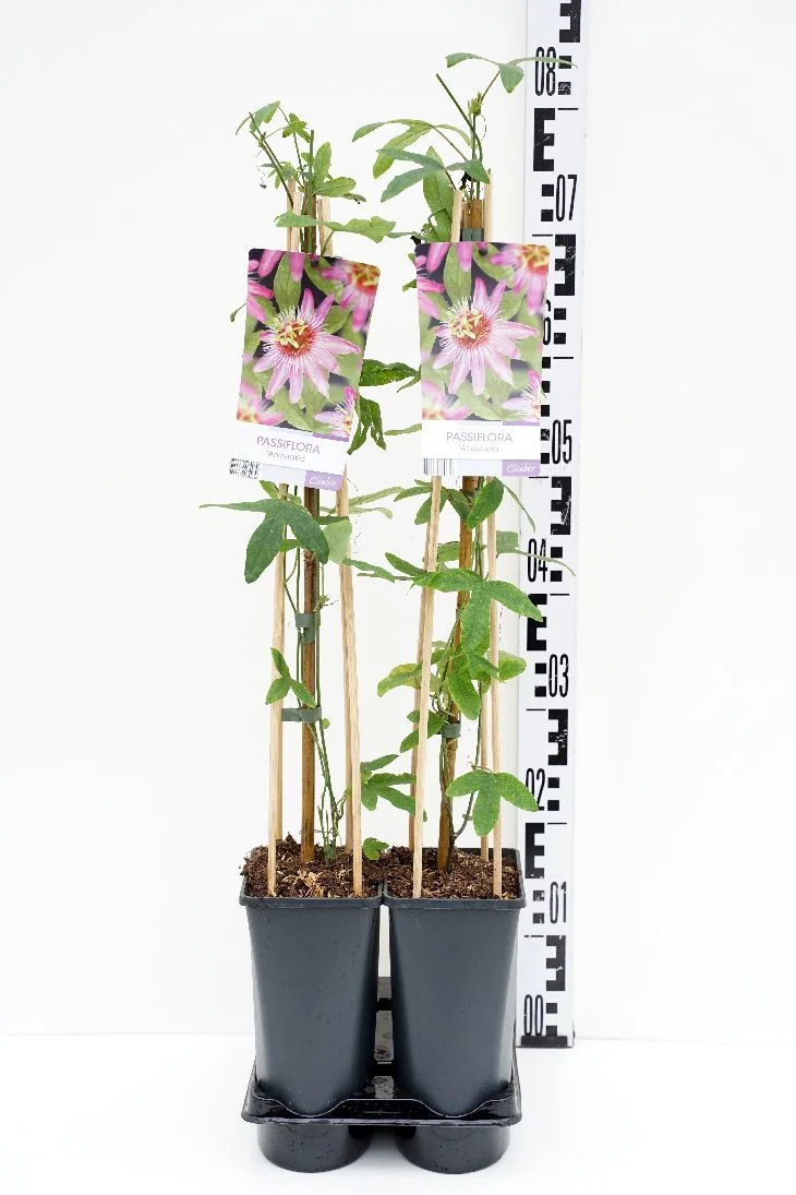 Passiflora 'Anastasia' C2,5 (2,5 liters kruka) 70 cm