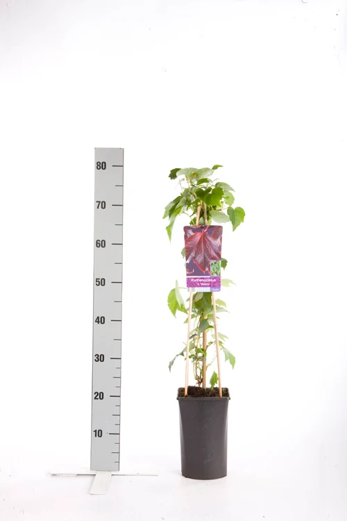 Parthenocissus tr. 'Veitchii' C2,5 (2,5 liters kruka) 70 cm
