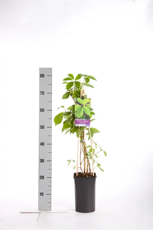 Parthenocissus quinquefolia 70 cm C2,5 (2,5 liters kruka)