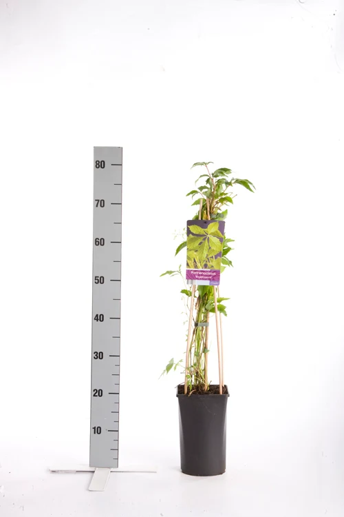 Parthenocissus q. engelmannii C2,5 (2,5 liters kruka) 70 cm