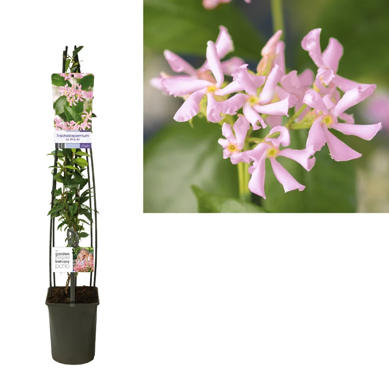 Trachelospermum as. 'Pink Air' C5 (5 liters kruka) 120 cm