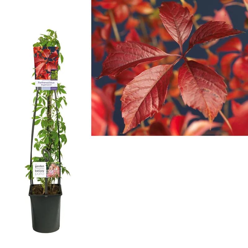 Parthenocissus q. engelmannii C5 (5 liters kruka) 120 cm