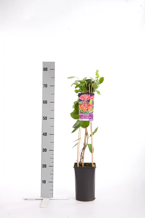 Lonicera heckr. 'Goldflame' C2,5 (2,5 liters kruka) 70 cm