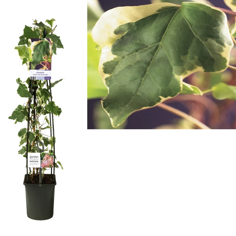 Hedera alg. 'Gloire de Marengo' C5 (5 liters kruka) 120 cm