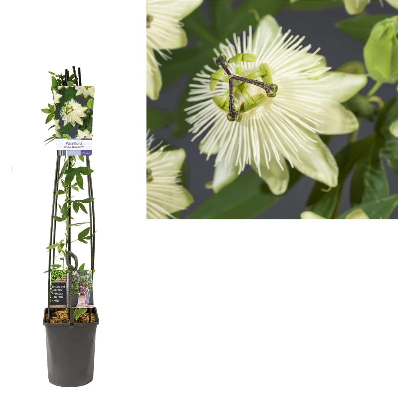 Passiflora 'Snow Queen' C5 (5 liters kruka) 120 cm