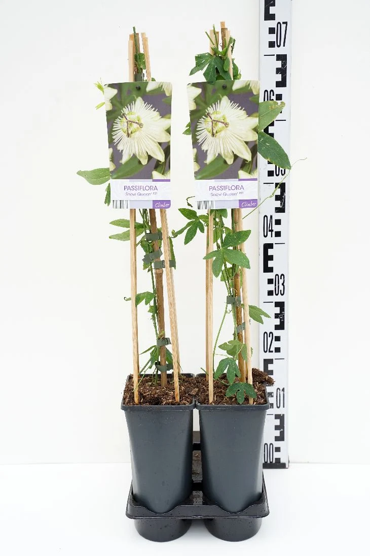 Passiflora 'Snow Queen' C2,5 (2,5 liters kruka) 70 cm