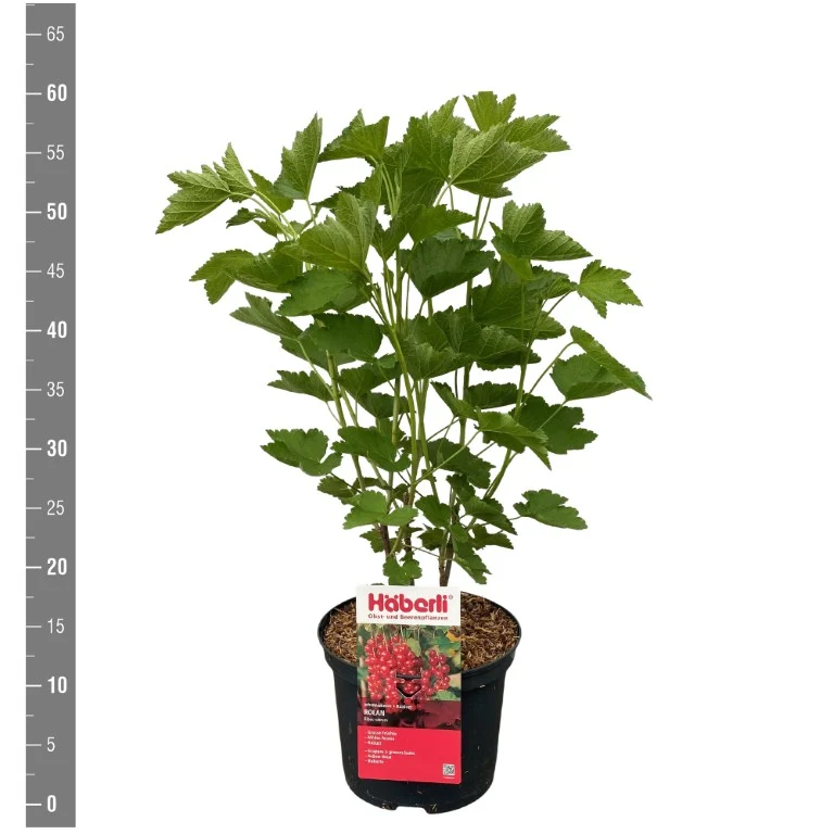 Passiflora 'Purple Rain' C2,5 (2,5 liters kruka) 70 cm