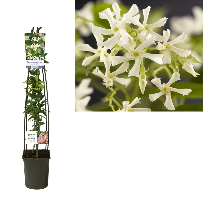 Trachelospermum jasminoides C5 (5 liters kruka) 120 cm