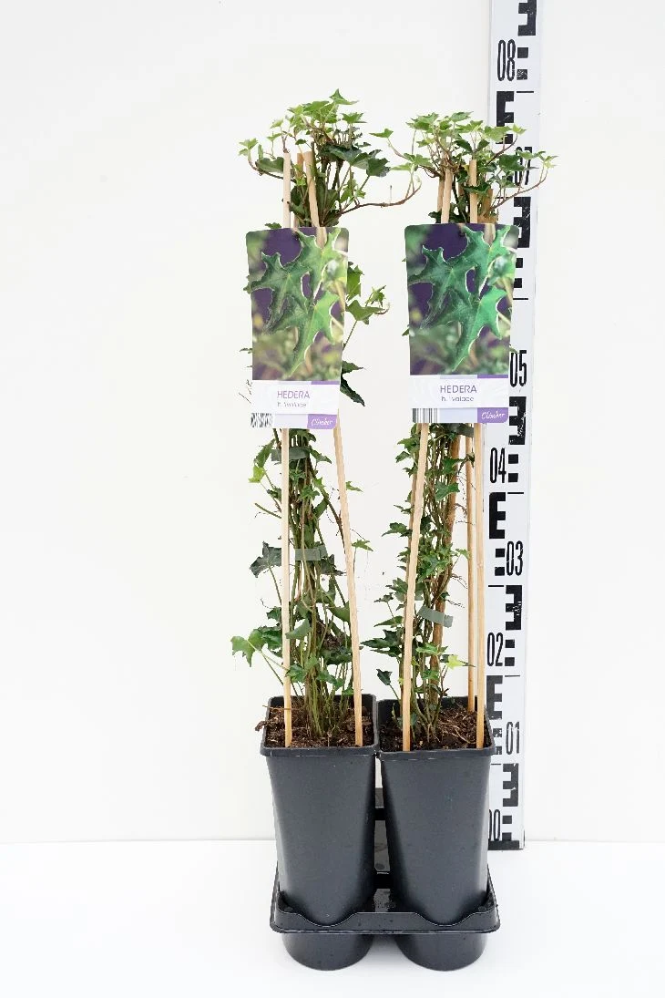 Hedera helix 'Ivalace' C2,5 (2,5 liters kruka) 70 cm