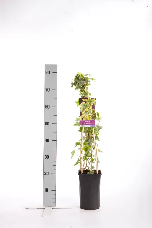 Hedera helix 'Goldchild' 70 cm, C2,5 (2,5 liters kruka)