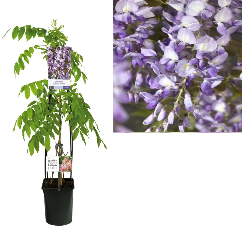Wisteria sinensis 'Prolific' 120 cm C5 (5 liters kruka)