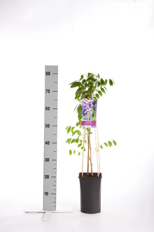 Wisteria sinensis 'Prolific' C2,5 (2,5 liters kruka) 70 cm