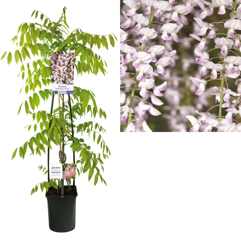 Wisteria flor. 'Rosea' C5 (5 liters kruka) 120 cm