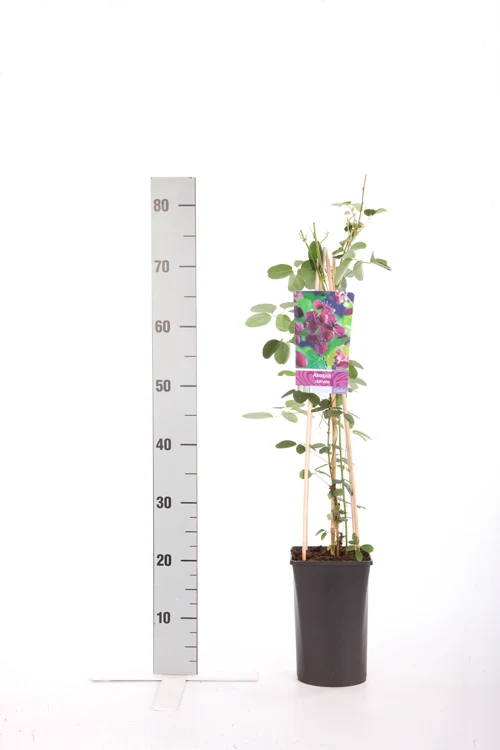 Akebia quinata 70 cm C2,5 (2,5 liters kruka)