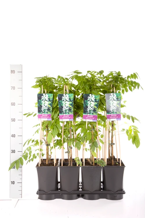 Wisteria floribunda 'Alba' C2,5 (2,5 liters kruka) 70 cm